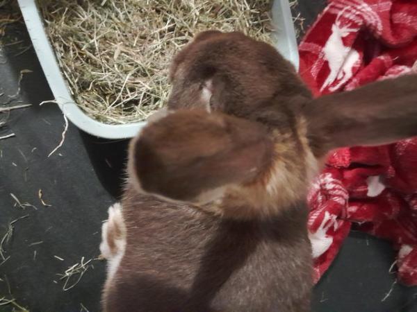 Image 6 of lop eared rabbit shes beautiful chocalate colour
