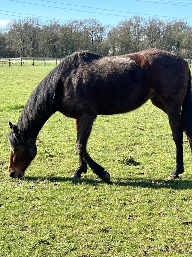 Preview of the first image of Tb bay gelding ex racehorse.