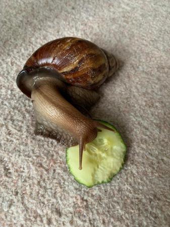 Image 4 of Re Home. Giant African Land Snail for sale