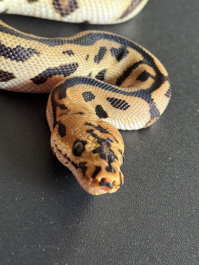 Preview of the first image of Spotnose Leopard Batman Clown Royal Python Male.