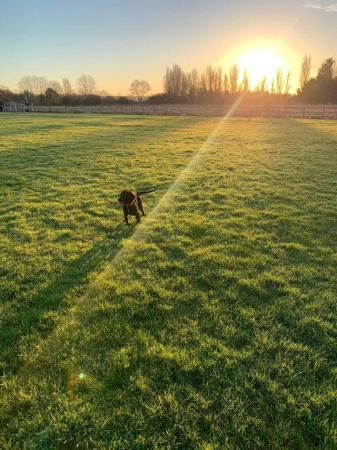 Image 2 of Home from home Dog boarding. Stratford upon avon