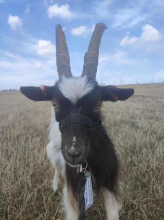 Image 2 of 3x Registered Male Wether Bagot Goats