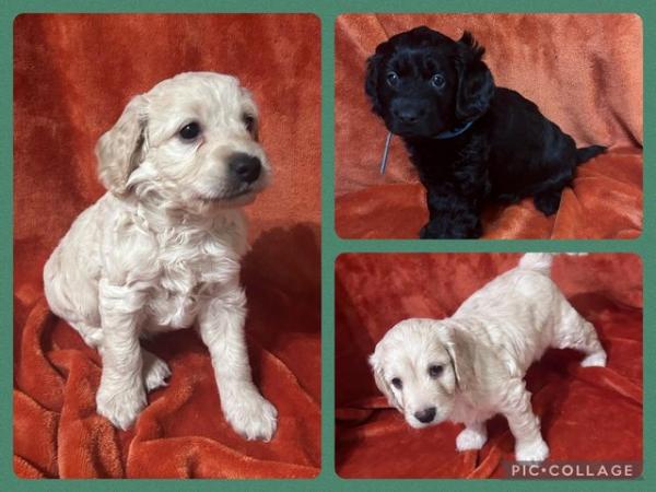 Beautiful F1 Cockerpoo Puppies Ready 4th March for sale in Louth, Lincolnshire