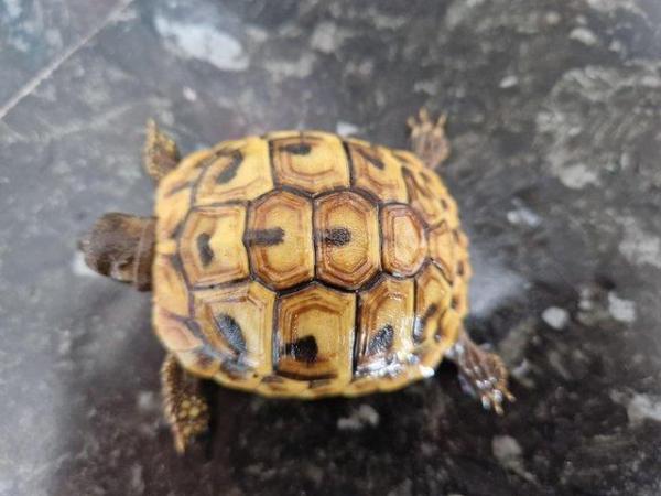 Image 2 of Hermanns baby tortoises,stunning markings )Hatched May 2022