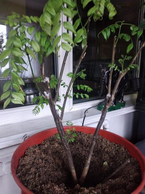 Preview of the first image of Curry Leaves plant / tree.