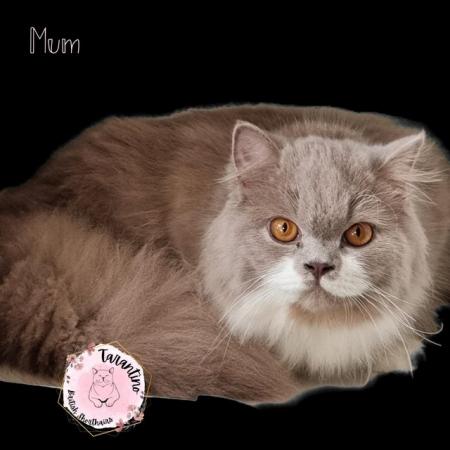 Image 6 of BRITISH SHORTHAIR KITTENS READY NOW