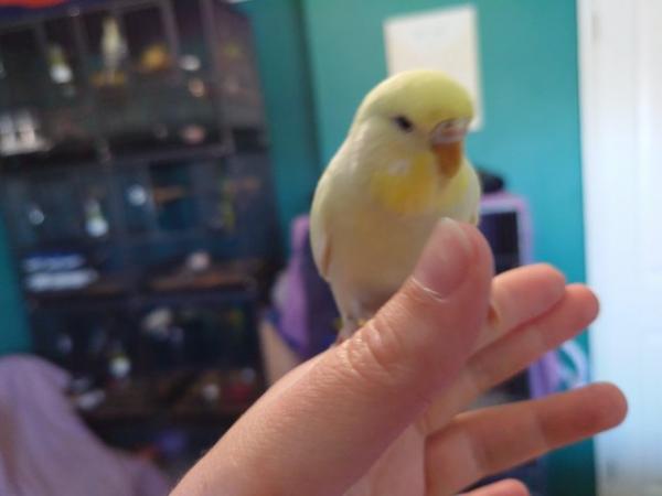 Image 5 of Hand reared silly tame baby budgie for sale
