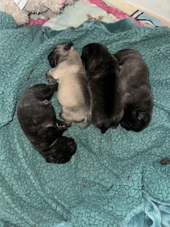 Image 3 of Frugs- frenchie x pug puppies 1 girl remaining