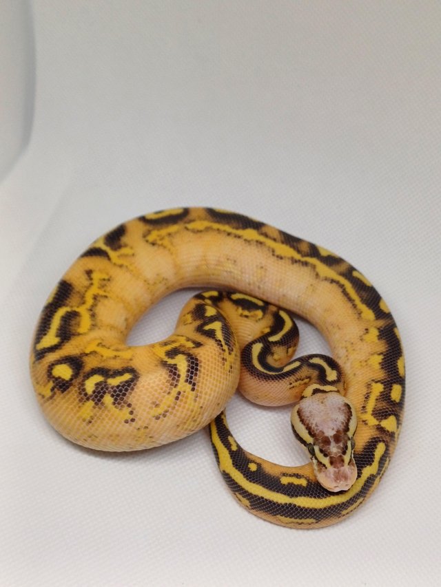 Preview of the first image of Cb23 Royal pythons, mainly female.