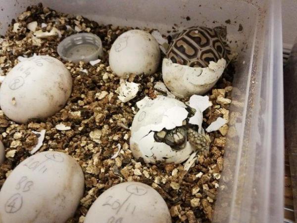 Image 2 of Beautiful baby leopard tortoises