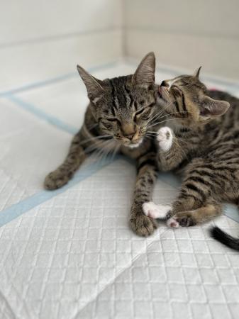 Image 16 of Four Bengal X kittens ready for their homes!