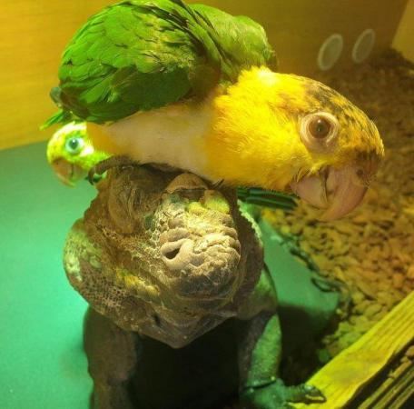 Image 30 of Hand Reared Yellow Thighed Caiques