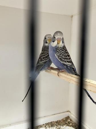 Image 5 of Split Blackface Budgies young and adults