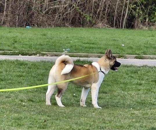 Image 3 of 7 month old Akita female