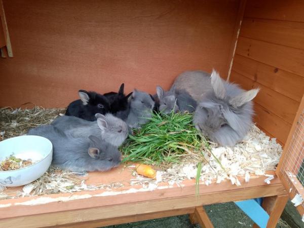 Image 3 of 6week old baby rabbits for sale lion head cross Netherland d