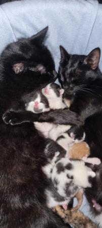 Image 5 of Kittens ready in 7 weeks time , female and male