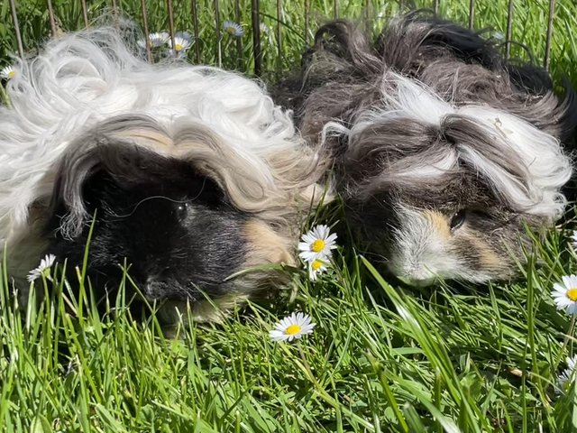 Preview of the first image of Pair of Alpaca Cross Guinea Pig Boys.