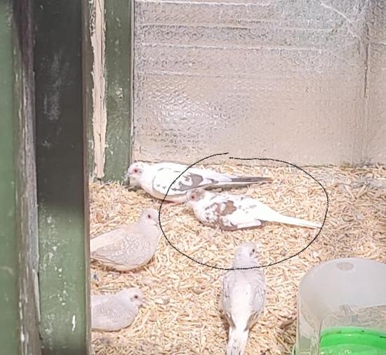 Preview of the first image of Breeding pair - Red/White Diamond doves for sale.