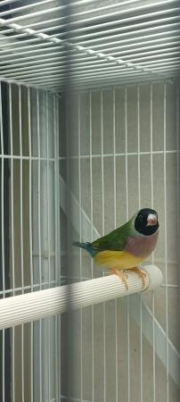 Image 1 of One pair of gouldian finches for sale