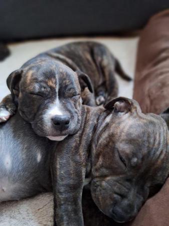 Image 20 of Gorgeous microchiped and vaccined pups staffie All SOLD