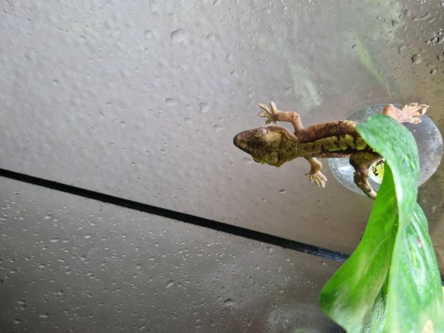 Preview of the first image of Crested gecko babies for sale.