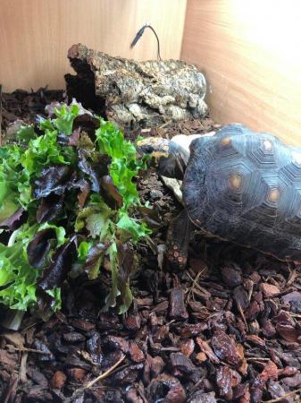 Image 2 of Adult female red foot tortoise