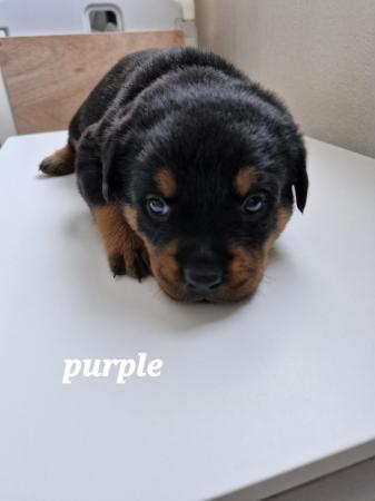 Image 10 of 4 left !!! rottweiler pups for sale, 1 boy and 4 girls ??