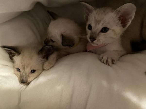 Image 17 of Exceptionally beautiful and silky soft GCCF siamese kittens