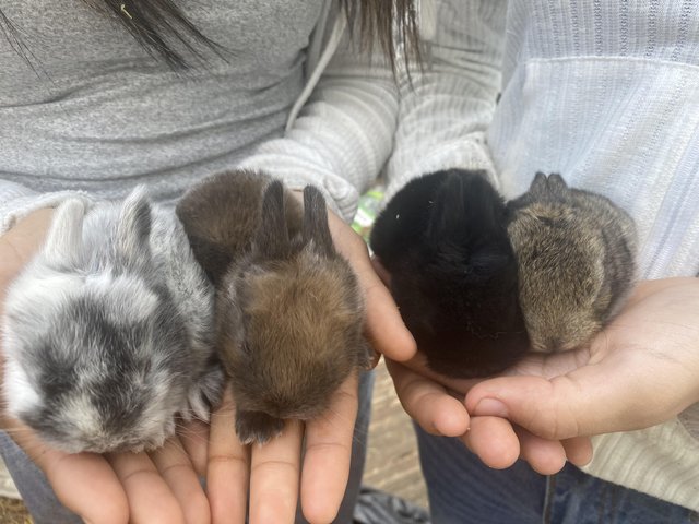 Mini lop babies they will be ready to leave the 23rd June 