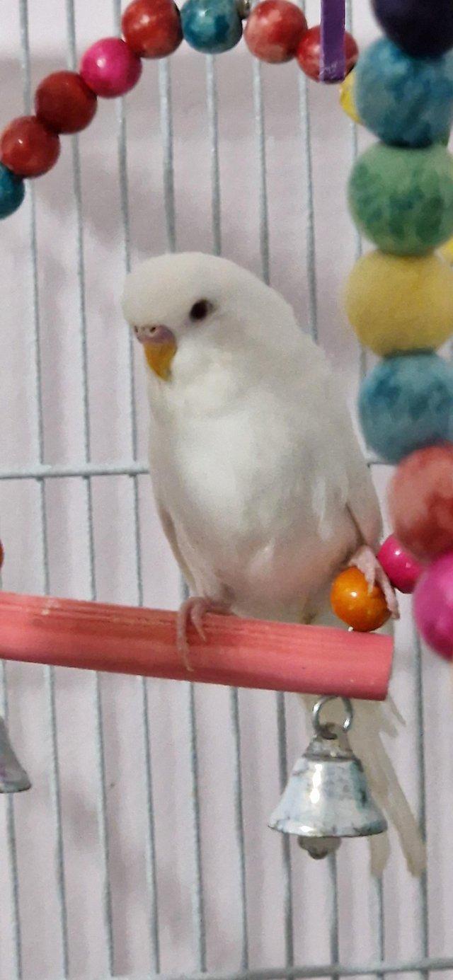 Preview of the first image of Budgies no longer available, cage only.