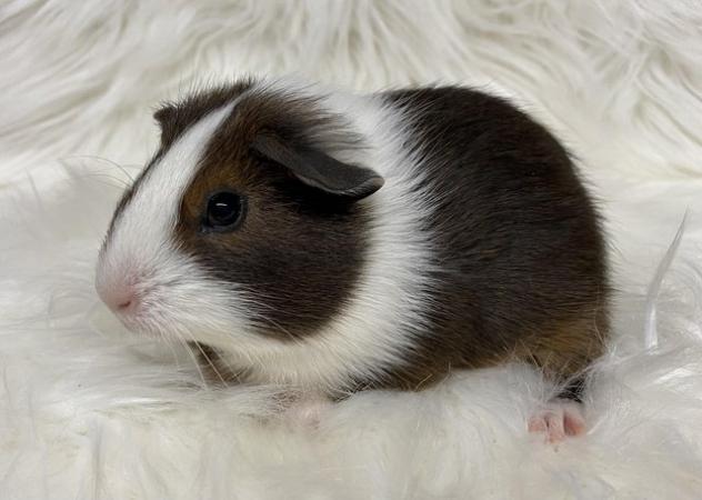 Image 3 of Bonded, Baby Guinea Pigs. Ready Now!