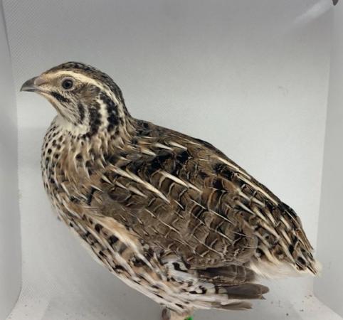 Image 14 of Day olds to 4 weeks Japanese Quails in Many Colours