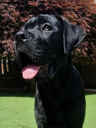 Image 3 of Excellent bloodline black Cane Corso puppy