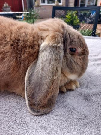 Image 5 of Beautiful male french lop