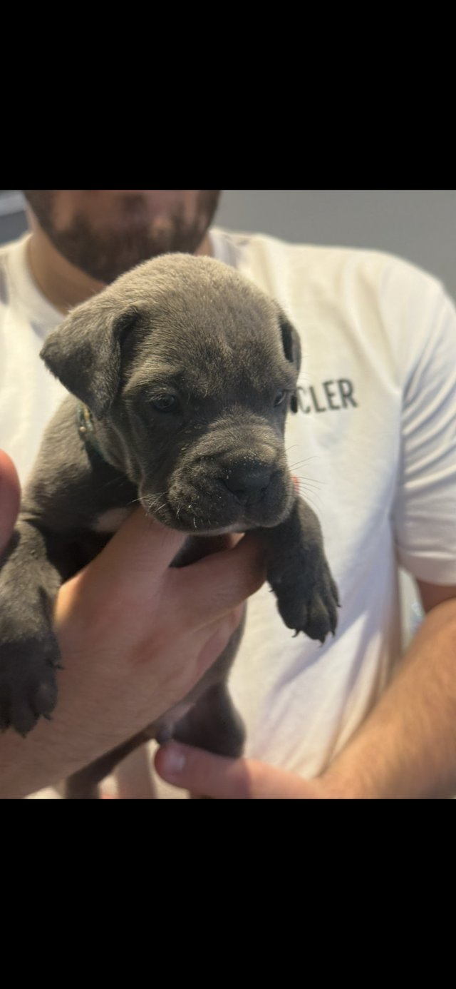 Cane corso puppies ready 3 weeks — photo 3 of 4