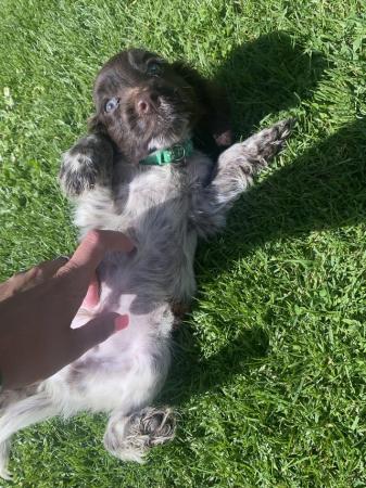 Image 1 of *REDUCED Price* Cocker Spaniels (2 boys left)