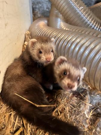 Image 2 of 8 Week Old Baby Ferrets Ready For New Homes