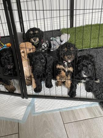 Image 1 of 3 F1B Sproodle Puppies - Ready to Leave 27th May