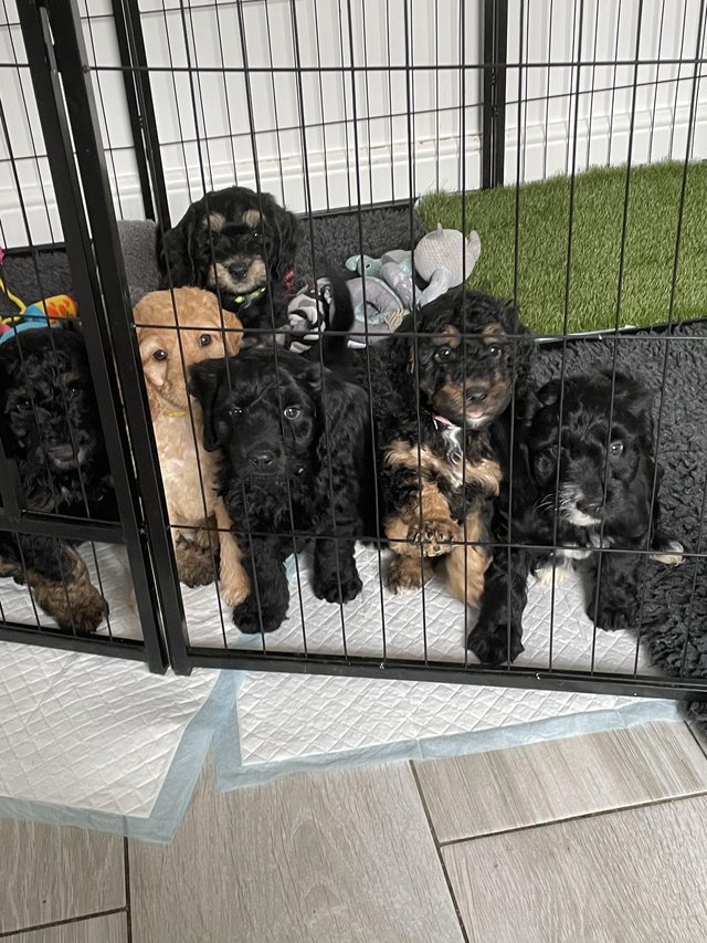 Preview of the first image of 3 F1B Sproodle Puppies - Ready to Leave 27th May.