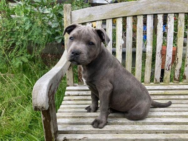 Image 17 of beautiful champion blue Staffordshire boy puppy available