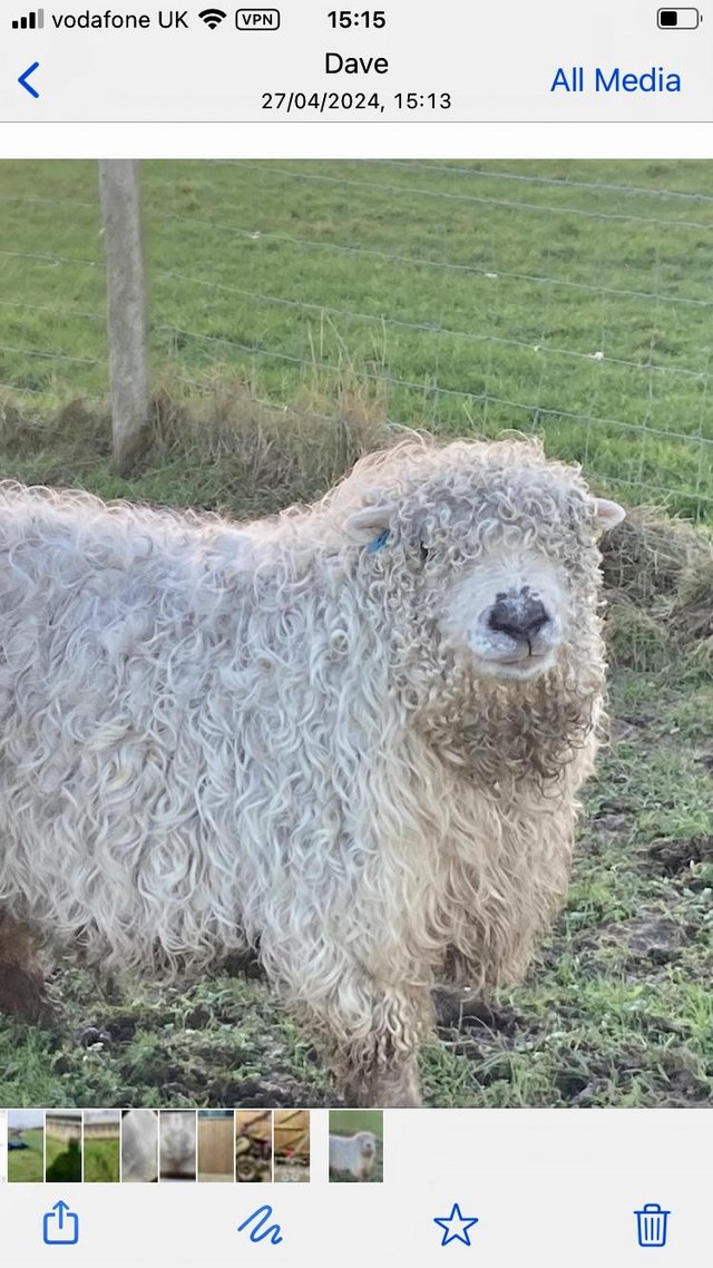 Preview of the first image of Grey faced Dartmoor sheep.