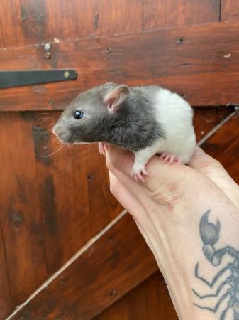 Image 5 of Baby Rex/Double Rex Rats
