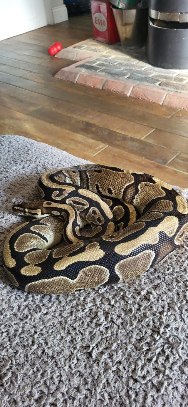 Adult Royal Python + 4ft viv setup — photo 3 of 4