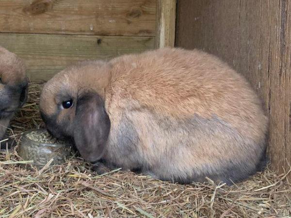 Image 4 of 1 sooty fawn mini lop male. 1 left