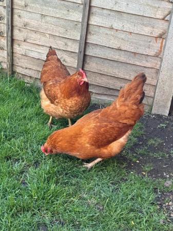 Image 4 of 2 beautiful buff orpington cross hens