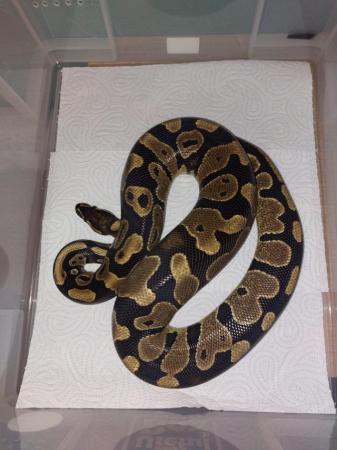 Image 16 of Balll python snakes (Whole collection) REDUCED PRICE!