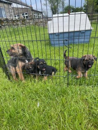 Image 3 of SLEM clear Border Terrier KC Registered puppies