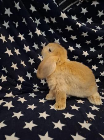 Image 5 of Mini lop baby boys for sale