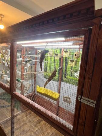 Image 5 of Beautiful indoor aviary fully equipped with lighting
