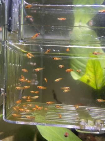 Image 6 of Flaming Red Giant Molly Fry £1 Each